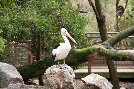 the pelican is standing on a rock and a koala is in the background
