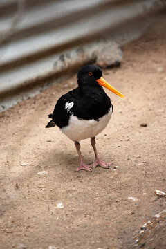 the pied oyster catcher is in an avairy