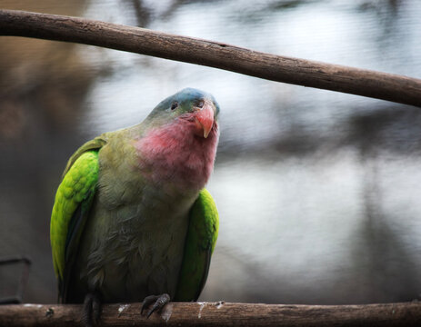 the princess Alexandras parrot is perched on a branch