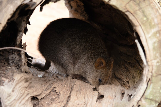 the quokka is in a hallow log