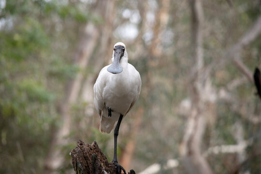 The royal spoonbill is standing on one leg