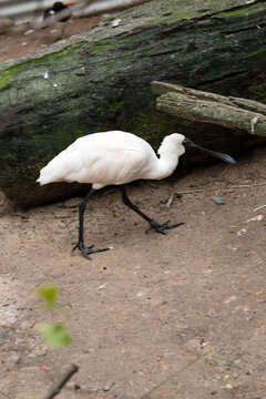 the royal spoonbill is walking under a branch