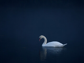 swans on the lake © Aleksandr