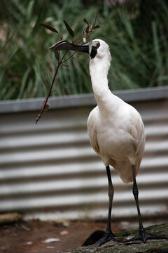 the royal spoonbill is biting a twig