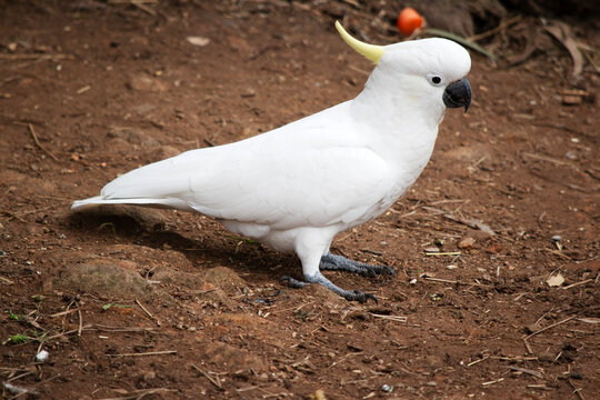 this is a side view of a sulphur crested cockatoo