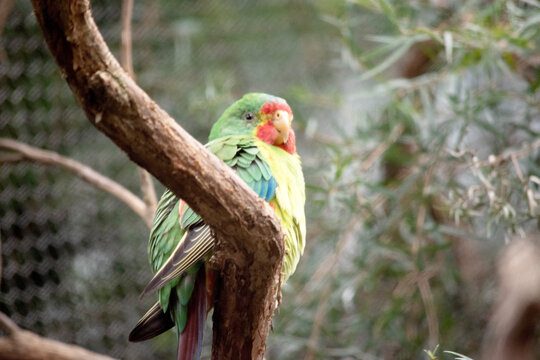 the swift parrot is perched on a branch