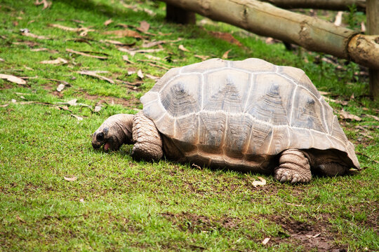 the aldabra tortoise is eating the grass