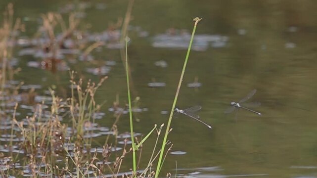 Two damselflies taking off together from plant stem near water in super slow motion