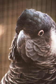 this is a close up of a white tailed cockatoo