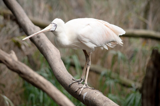 the yellow spoonbill is perched on a branch