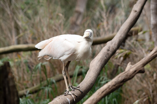the yellow spoonbill is perched on a branch