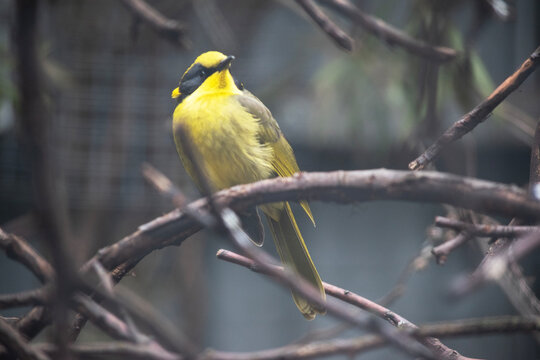 the yellow tufted honey eater is perched on a branch