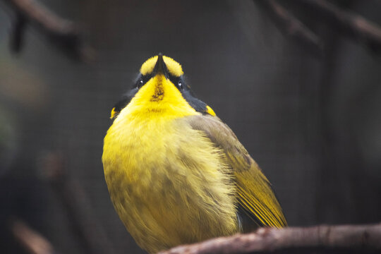 this is a close up of a yellow tufted honeyeater