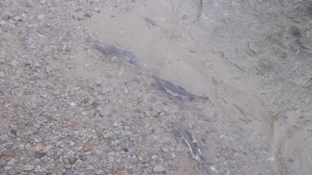 a shot of three salmon on their spawning run at pullen creek in skagway, alaska of the usa