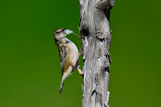 Zitting cisticola (Cisticola juncidis) with wool in its beak as nesting material // Zistens&auml;nger mit Schafwolle als Nistmaterial im Schnabel - Do&ntilde;ana National Park, Spain