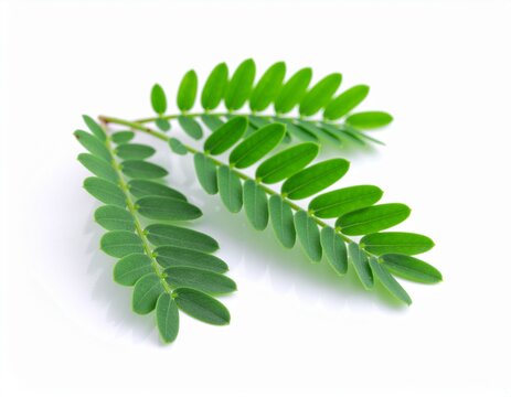 phyllanthus niruri saga meniran leaf 