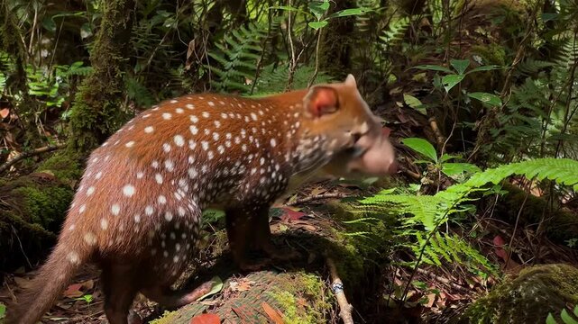 Spotted quoll prowling through Tasmanian forest undergrowth in daylight, 4K