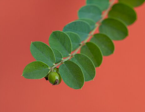 phyllanthus niruri leaf
