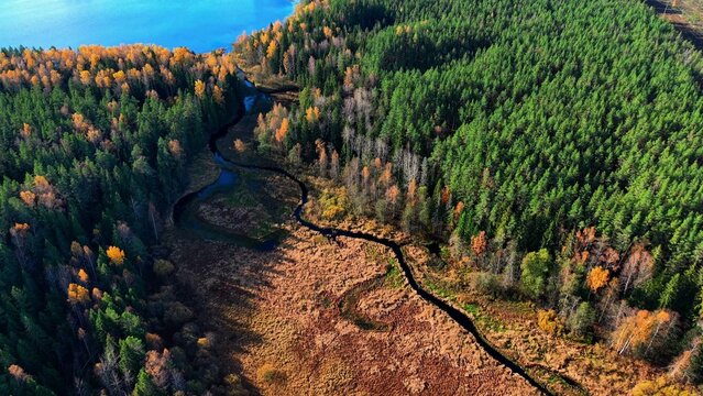 Aerial view of golden autumn foliage surrounding winding river through dense green forest