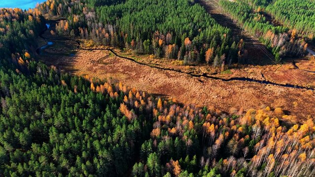 Aerial view of a vibrant forest with autumn colors and winding river landscape