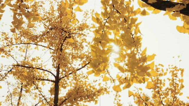 Sunlight through a ginkgo canopy