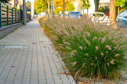 Decorative fountain grass pennisetum growing along a paved city sidewalk with paving stones in an urban street landscape featuring autumn trees, fence, sidewalk path, and blurred parked cars under nat