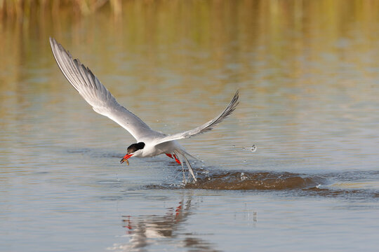 Common Tern, Sterna hirundo