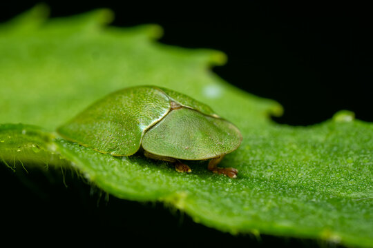 Green Tortoise Beetle - Cassida viridis, beautiful green tortoise beetle native to the forest edges and meadows of Europe, Czech Republic.