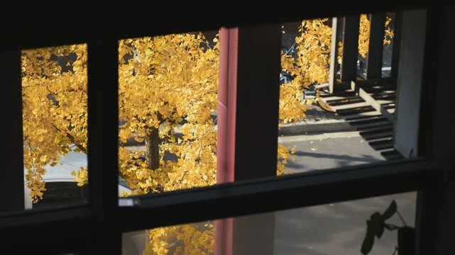 Golden ginkgo seen through a window frame