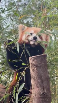 A red panda perched on a wooden platform and munching on bamboo leaves.