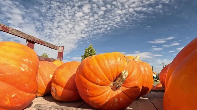 Close up low angle view of large orange pumpkins on a wooden wagon under a beautiful blue sky at a pumpkin patch in Boise, Idaho