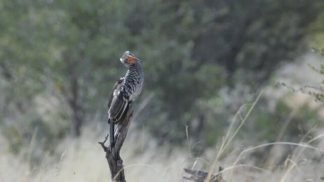 a southern yellow-billed hornbill perching on a tree stump at etosha national park in namibia, africa