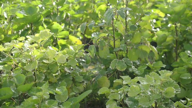 Shield aralia an ornamental shrub grown in a pot