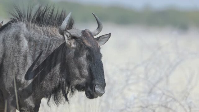 a close up view of a wildebeest chewing grass on the savannah at etosha national park in namibia, africa