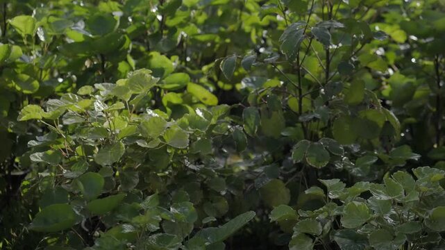 Shield aralia an ornamental shrub grown in a pot