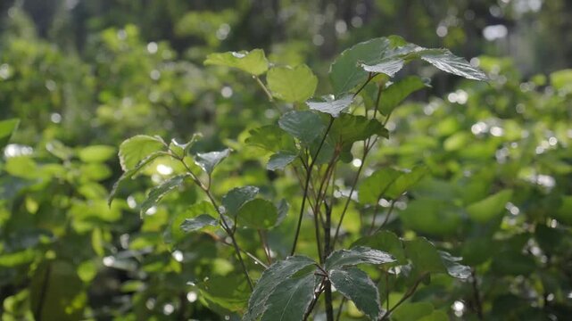 Mongkokan is a tropical shrub with cup or bowl shaped leaves it is grown in pots as an ornamental plant and also possesses medicinal properties.