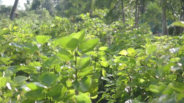 Mongkokan is a tropical shrub with cup or bowl shaped leaves it is grown in pots as an ornamental plant and also possesses medicinal properties.