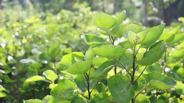 Mongkokan is a tropical shrub with cup or bowl shaped leaves it is grown in pots as an ornamental plant and also possesses medicinal properties.
