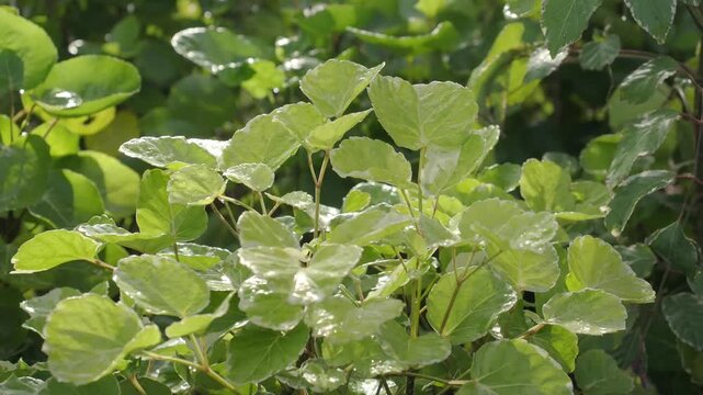 Shield aralia an ornamental shrub grown in a pot