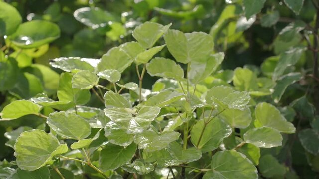 Shield aralia an ornamental shrub grown in a pot