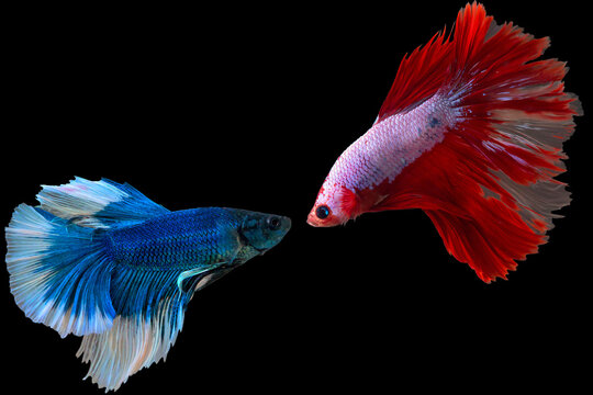 Blue and read fighting fish on black background.