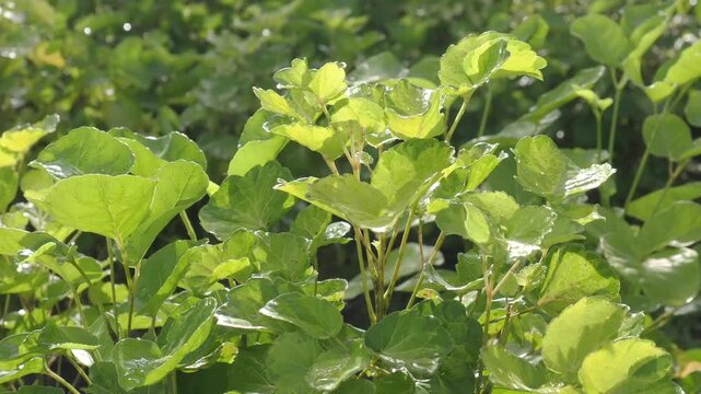 Shield aralia an ornamental shrub grown in a pot