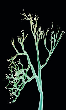 Vertical 3D coral-like growth on a dark background