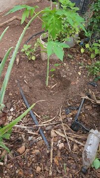 Tamping Soil Around Freshly Planted Papaya Sapling