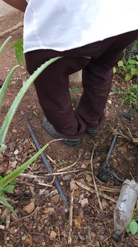 Tamping Down Dirt Around Newly Planted Papaya Tree