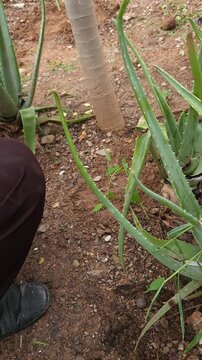 Compacting Soil Around Small Papaya Plant Base