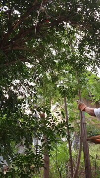 Cutting Guaje Tree Branch with Hand Saw