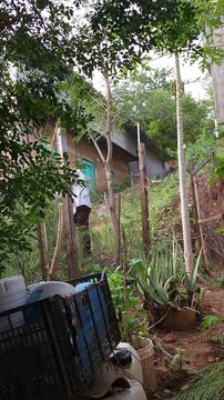 Young Man Chopping Pruned Guaje Branch into Pieces