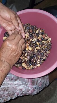 Sorting Heirloom Creole Beans in Traditional Tray