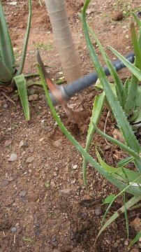 Digging Hole with Pickaxe Near Aloe Vera Plant